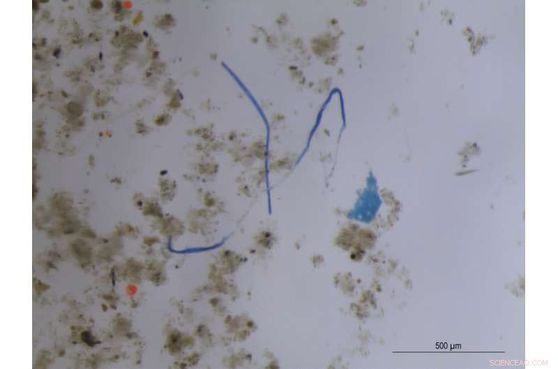 Microplastics Detected for First Time in Water Stored on Plant Leaves