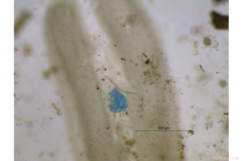 Microplastics Detected for First Time in Water Stored on Plant Leaves