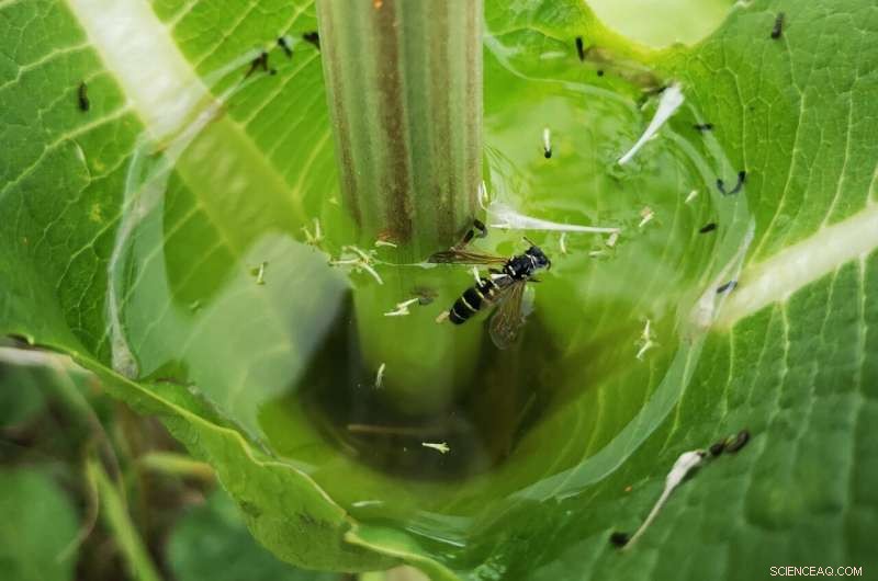 Microplastics Detected for First Time in Water Stored on Plant Leaves