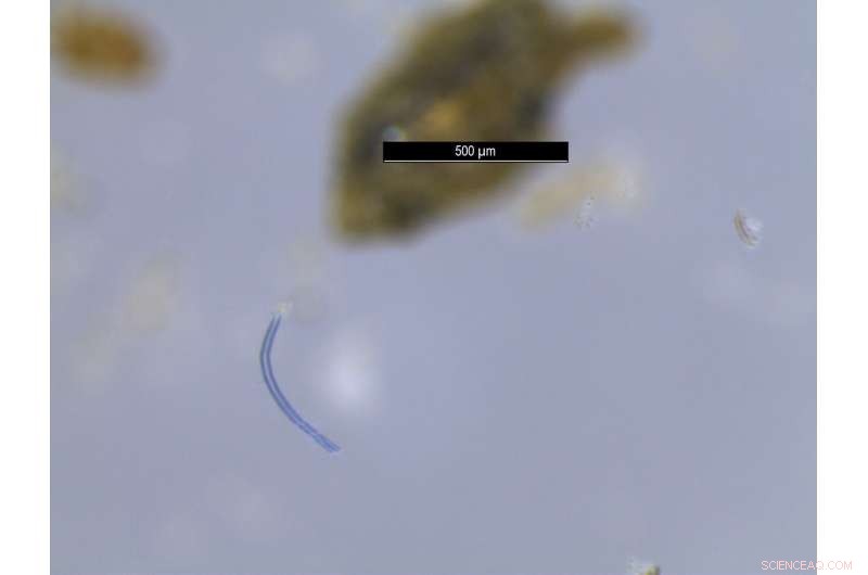 Microplastics Detected for First Time in Water Stored on Plant Leaves