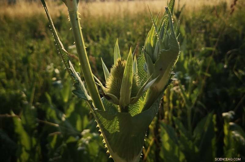 Microplastics Detected for First Time in Water Stored on Plant Leaves