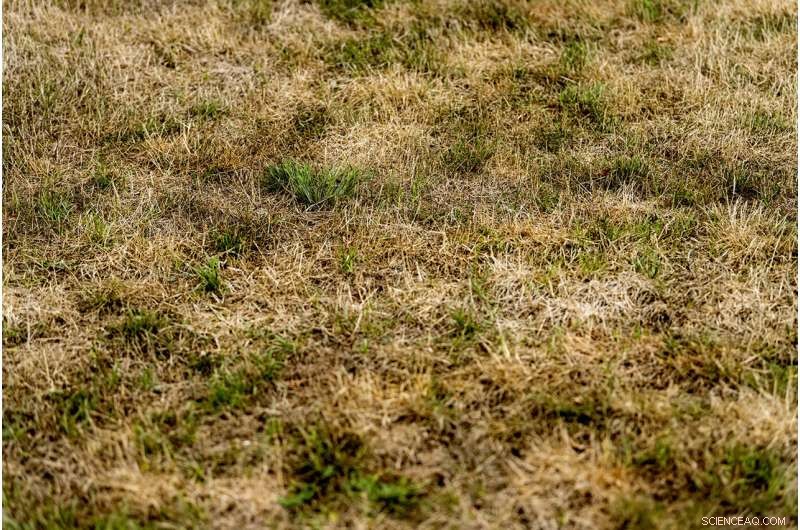 Experts Urge Eliminating Lawns to Combat Water Scarcity: Embrace Drought‑Friendly Alternatives