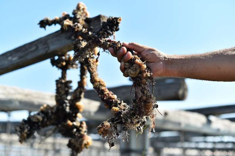 Heatwave Devastates Spain s Mediterranean Mussel Harvest