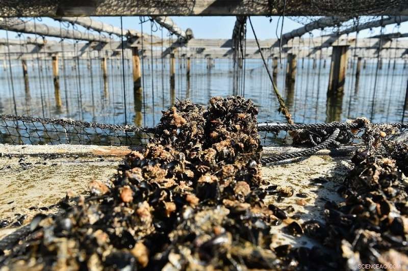 Heatwave Devastates Spain s Mediterranean Mussel Harvest