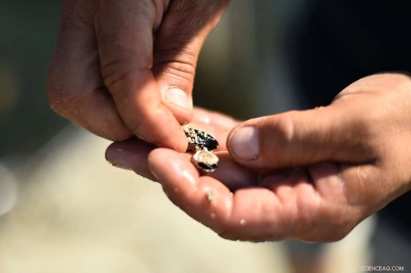 Heatwave Devastates Spain s Mediterranean Mussel Harvest