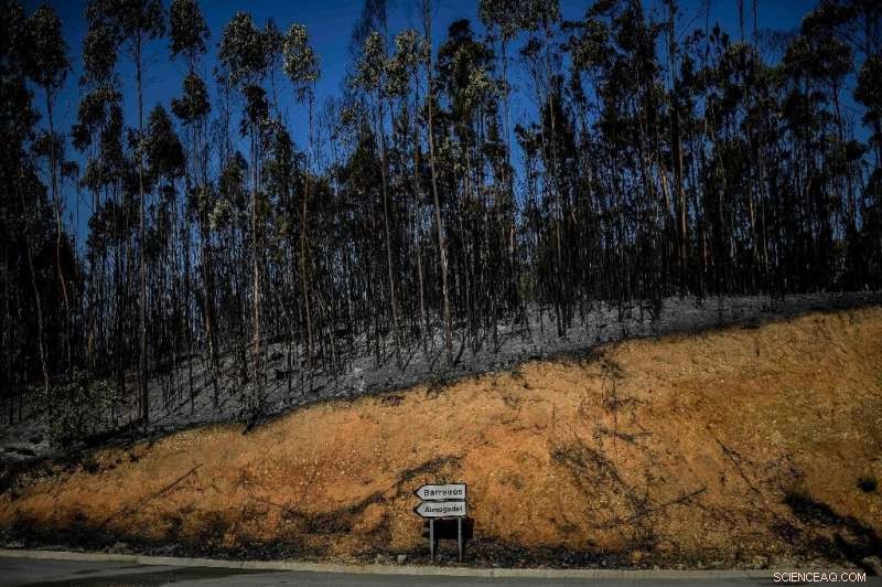 EU Monitor Declares 2022 the Hottest Summer in European History