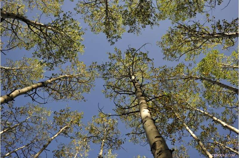 Scientists Measure the Solar Energy Plants Use to Lift Water Worldwide