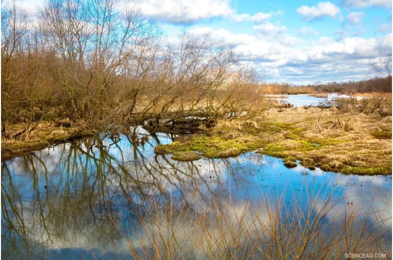 Rewetting Southern Peatlands Could Halt 4.3 Million Tons of Carbon Emissions Annually