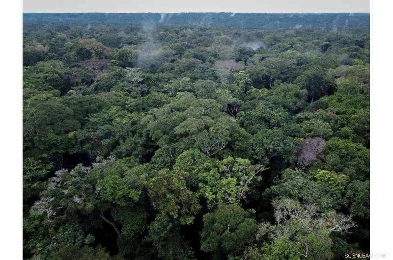 Scientists Rally to Shield the DR Congo Rainforest Amid Escalating Threats