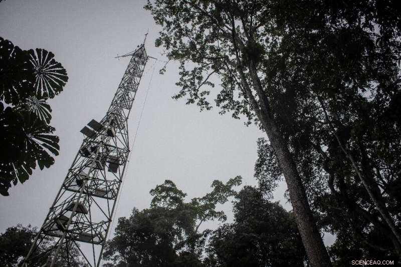 Scientists Rally to Shield the DR Congo Rainforest Amid Escalating Threats