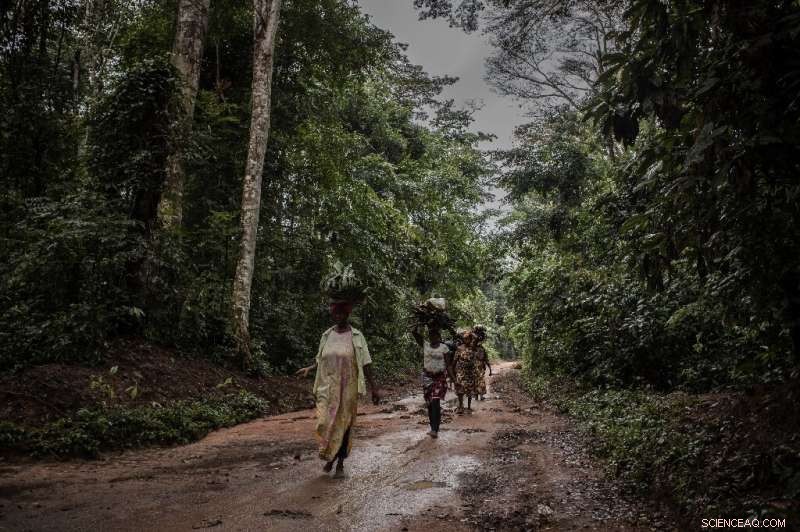 Scientists Rally to Shield the DR Congo Rainforest Amid Escalating Threats