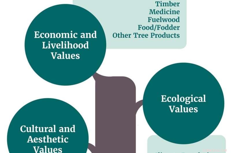Why Tree Species Extinction Threatens Planetary Health: Insights from Environmental Scientists