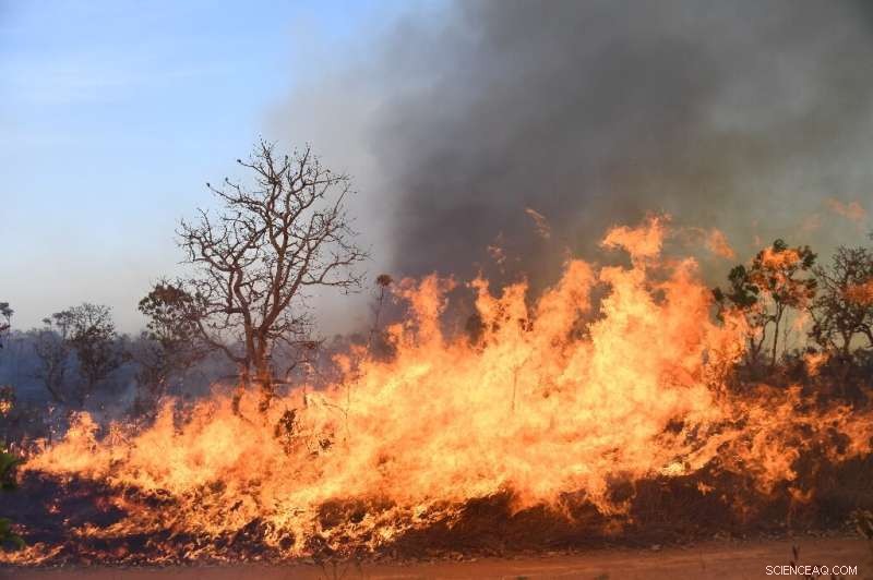 Massive Wildfire Devastates Brasilia National Park Amid Prolonged Drought