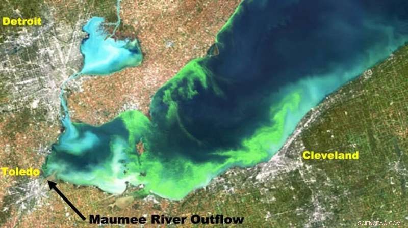 Predicting Harmful Algal Blooms Early with Machine Learning on Climate Data