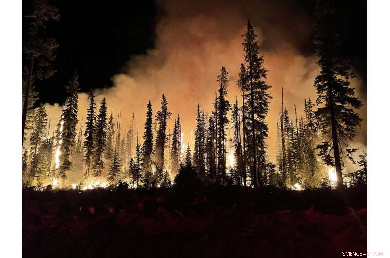 Global Study Pinpoints Forests at Highest Risk from Climate Change