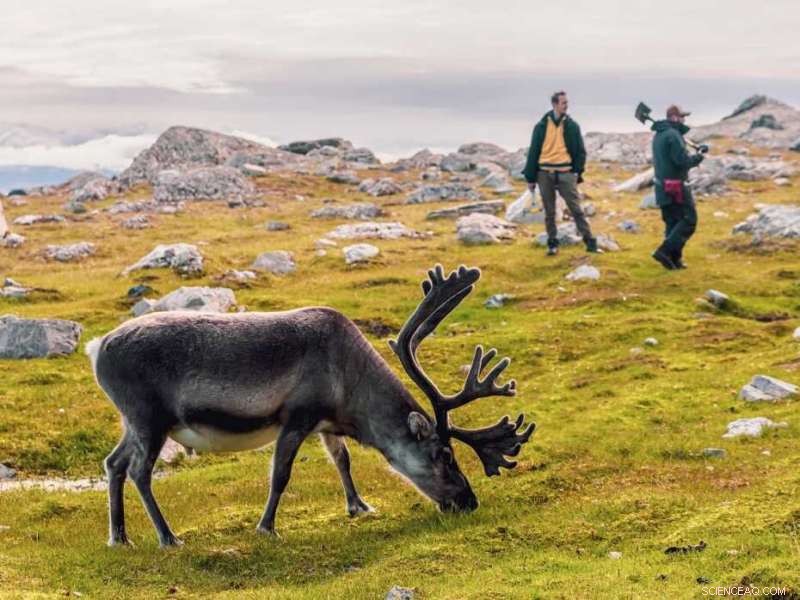 Unraveling the Drivers Behind Arctic Greening on Spitsbergen