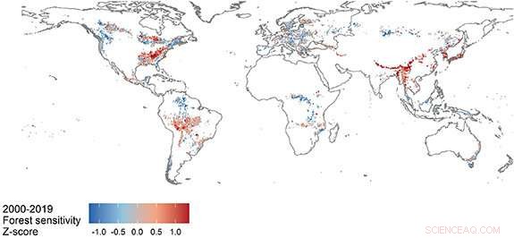 How Historical Temperature Variability Boosts Forest Resilience to Climate Change