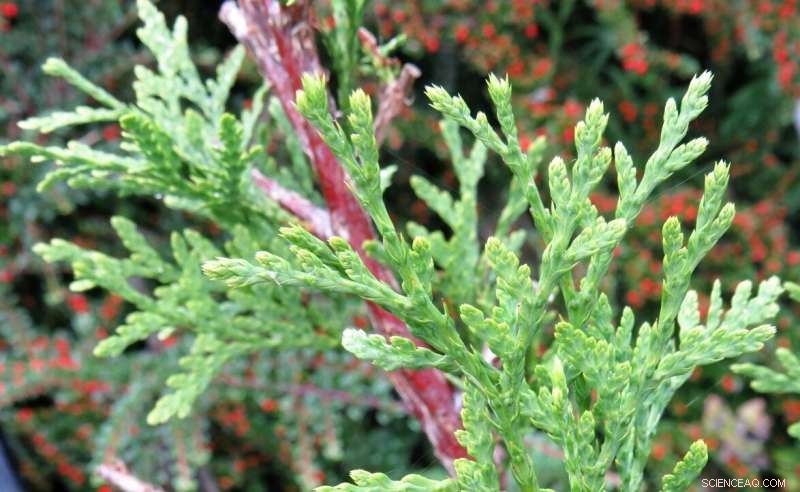 New Study Confirms Vegetation Around School Playgrounds Significantly Reduces Traffic Air Pollution