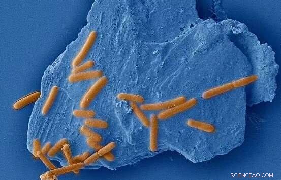 Mineral‑Microbe Interactions: Key Drivers of Earth’s Geological and Environmental Dynamics
