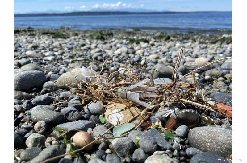 Study Finds Predictable Litter Accumulation Patterns Along Washington and Oregon Shores