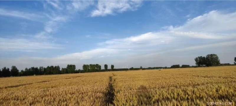 Climate Change Intensifies Wheat Price Volatility and Deepens Economic Inequality