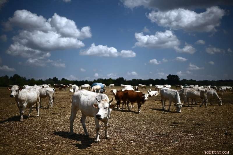Drought Causes Fatal Prussic Acid Poisoning in Italian Cattle Herd