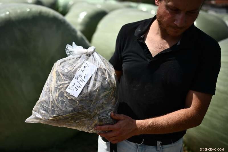 Drought Causes Fatal Prussic Acid Poisoning in Italian Cattle Herd