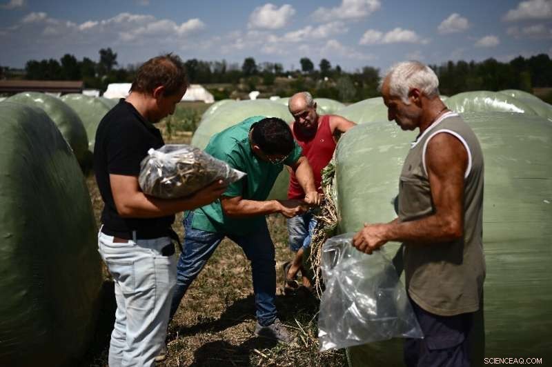 Drought Causes Fatal Prussic Acid Poisoning in Italian Cattle Herd