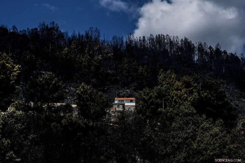 Portugal and Spain Wildfires Contained After Massive Blaze—Firefighters Secure Victory