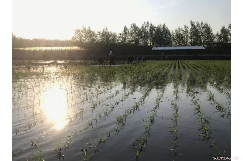 Climate Researchers Refine Spring Rainfall Forecasts for China’s Key Grain Region