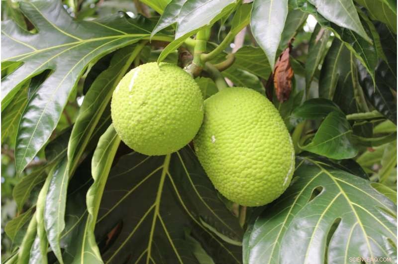 Breadfruit: The Climate-Resilient Crop Set to Feed the Future