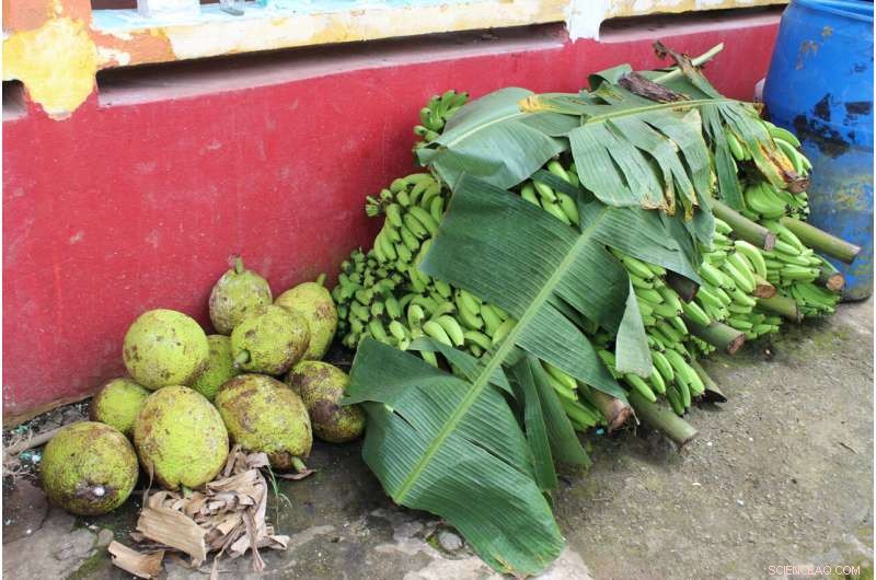Breadfruit: The Climate-Resilient Crop Set to Feed the Future