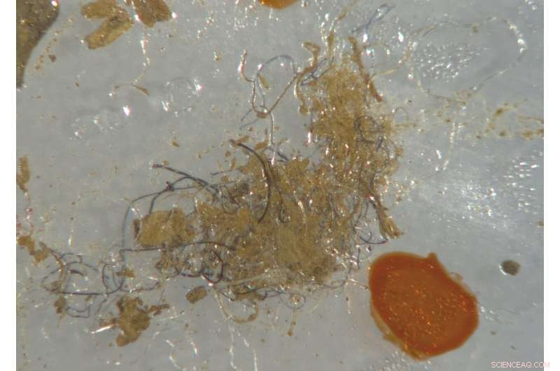 Scientists Uncover Rising Microplastic Threat in UK Agricultural Soils