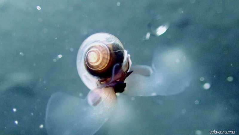 Compound Extreme Events Intensify Stress on Oceans