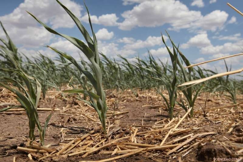 By 2053, a New Extreme Heat Belt Will Encompass Over 100 Million Americans, Report Finds