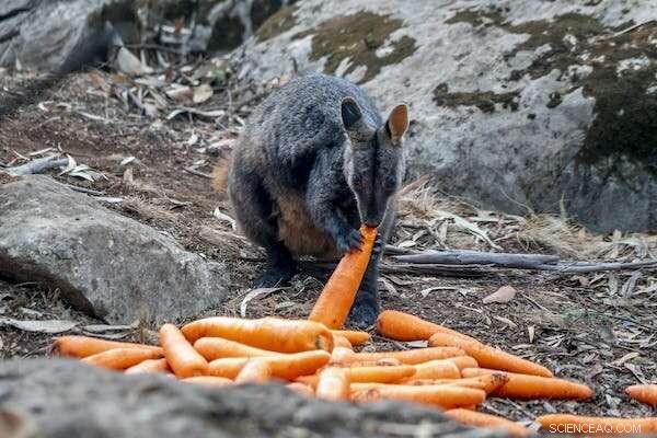 Wildlife Recovery Funding Falls 13‑Fold Short of $2.7 Billion Post‑Australasian Megafires