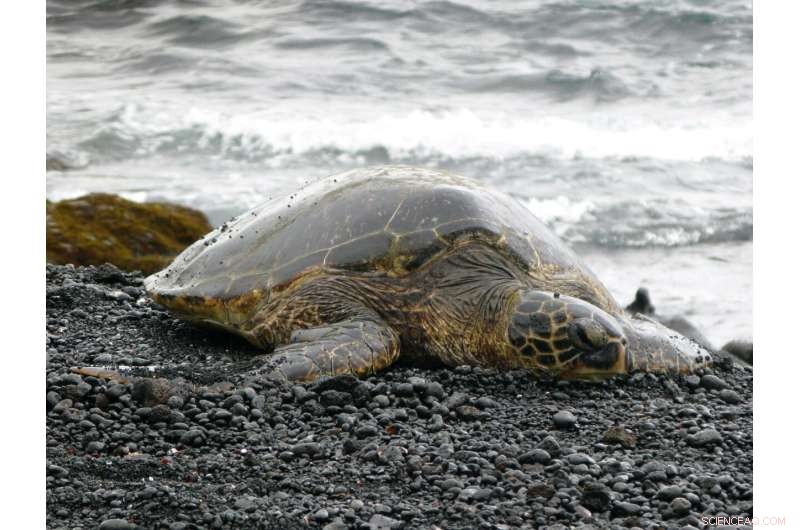 Scientists Identify Green Sea Turtle as Key Bioindicator for North Pacific Plastic Pollution