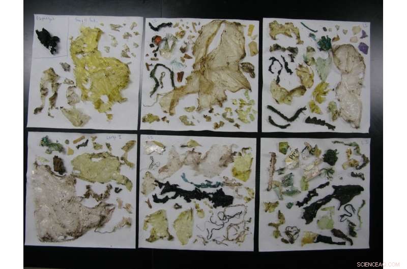 Scientists Identify Green Sea Turtle as Key Bioindicator for North Pacific Plastic Pollution