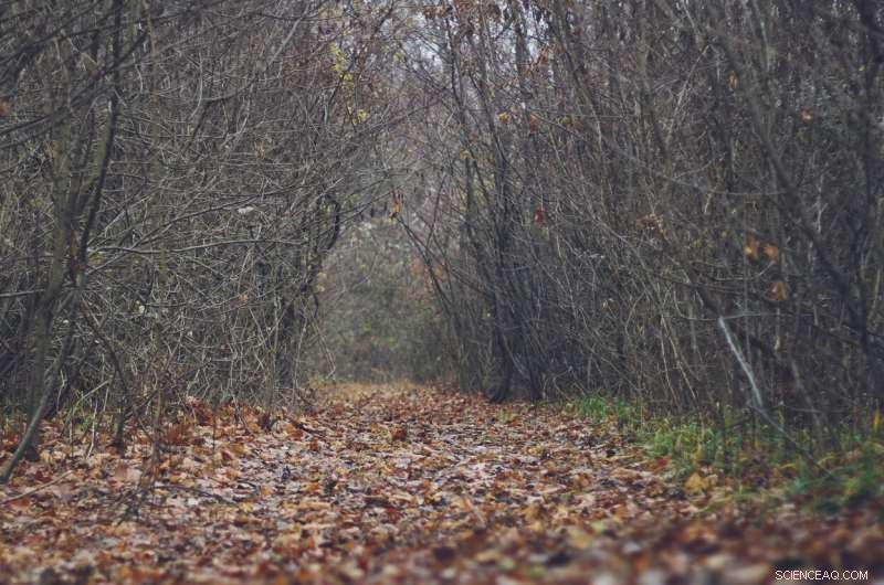 UK Drought Explained: Why Trees Lose Leaves in August