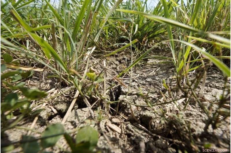 Northeastern Farmers Battle Severe Drought, Facing Unprecedented Agricultural Challenges