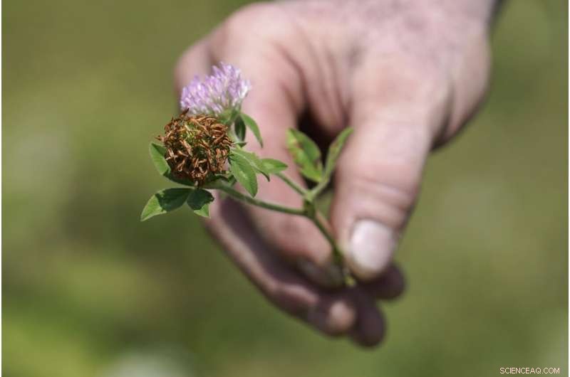 Northeastern Farmers Battle Severe Drought, Facing Unprecedented Agricultural Challenges