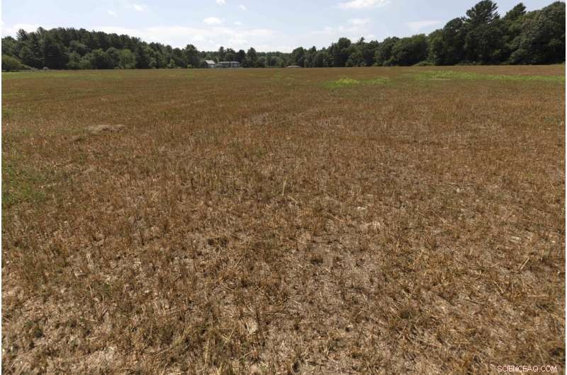 Northeastern Farmers Battle Severe Drought, Facing Unprecedented Agricultural Challenges