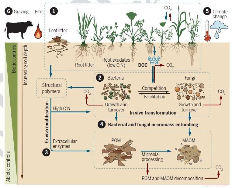 Grasslands: Powerful Carbon Sinks & Their Role in Climate Mitigation