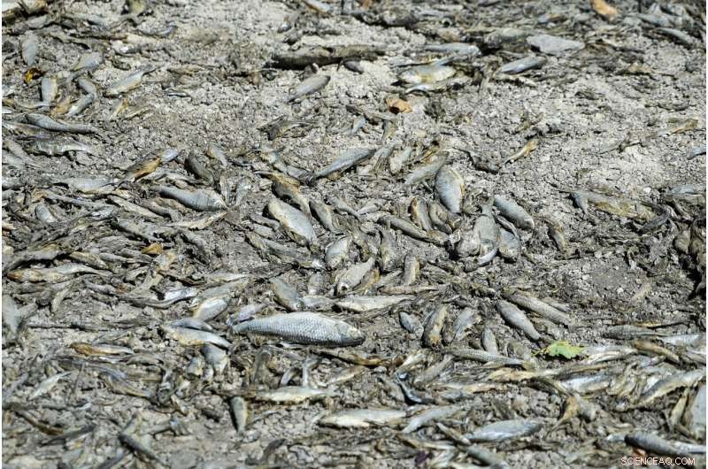 Europe Battles Severe Drought: Rivers Dry, Fish Die, Crops Wither