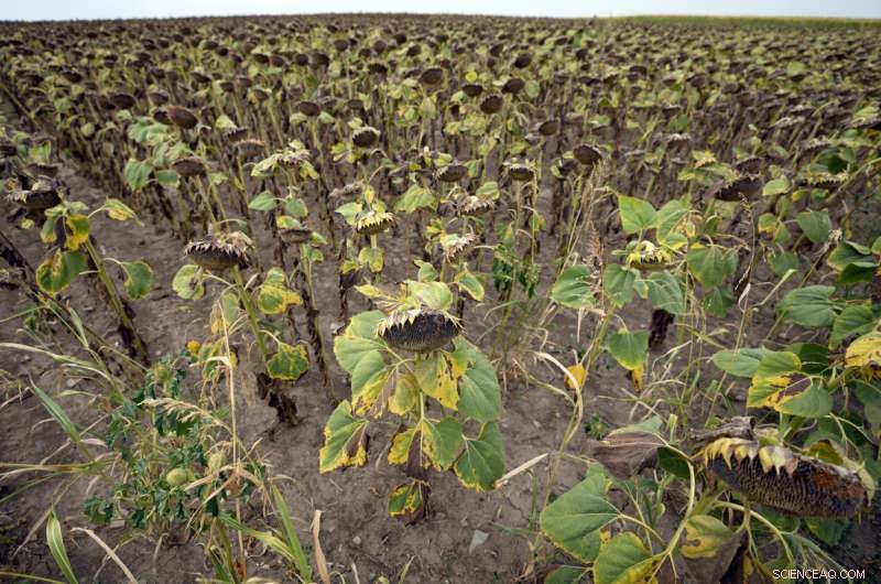 Europe Battles Severe Drought: Rivers Dry, Fish Die, Crops Wither