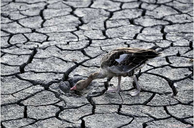 Europe Battles Severe Drought: Rivers Dry, Fish Die, Crops Wither