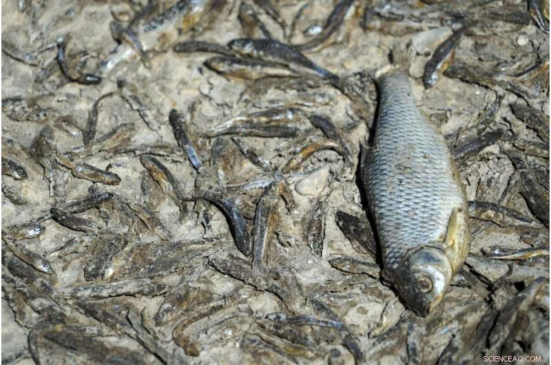 Europe Battles Severe Drought: Rivers Dry, Fish Die, Crops Wither