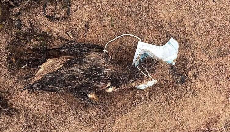 Discarded Pandemic Face Masks Pose Long‑Term Threat to Wildlife