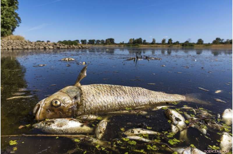 Europe Faces Dual Crisis: Widespread Wildfires and Mass Fish Die-Offs Amid Severe Drought