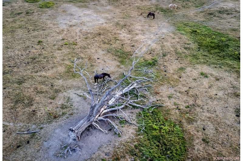 Europe Faces Dual Crisis: Widespread Wildfires and Mass Fish Die-Offs Amid Severe Drought